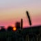 Grass Shoot silhouette