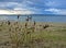 Grass on the shore of the evening lake in inclement weather, lake Uvildy