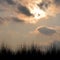 Grass silhouette against the sky