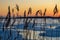 Grass Silhouette with Sunset Over Batic Sea Ice