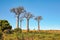 Grass, small shrubs growing on flat land, tall baobab trees in distance, typical Madagascar landscape are region near Maninday