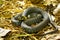 Grass-snake