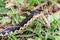 Grass snake