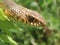 Grass Snake