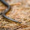 Grass-snake, adder in early spring