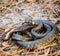 Grass-snake, adder in early spring