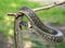 Grass snake on the branch