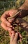 Grass snake caught on the path