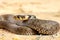 Grass snake close up