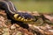 Grass snake crawling on bark of a tree trunk and sticking out its tongue