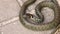 Grass snake curled up