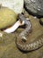 Grass snake eating a fish