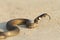 Grass snake, juvenile on sand