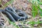 Grass-snake laying in the yellow dry grass. Snake close up photo