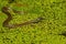 Grass snake (Natrix natrix)