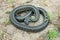 Grass snake (Natrix natrix)