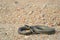 Grass snake Natrix natrix