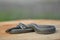Grass snake Natrix natrix