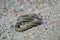 Grass snake Natrix natrix