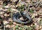 Grass Snake (Natrix natrix) in forest early spring