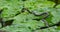 The grass snake Natrix natrix Persa ringed or water snake lying on leaves water lily leaves and preys on frogs in garden pond