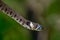 Grass snake (Natrix natrix) ready to shed skin with blue eye