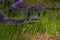 The grass snake Natrix natrix, sometimes called the ringed snake or water snake, is a Eurasian non-venomous snake. It is often