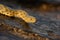 The grass snake Natrix natrix swimming across the little lagoon and lifting up itÂ´s haed. Snake in the water with brown backgro