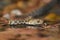 The grass snake Natrix natrix swimming across the little lagoon. Snake in the water with red brown background