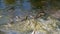 Grass Snake in the River. Slow Motion