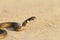 Grass snake on sandy beach