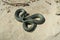 Grass snake on a sandy beach near the sea. A snake, coiled in a ball of the genus Natrix