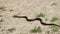 Grass snake slithering on ground