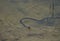 Grass snake in water