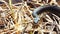 Grass snake in the wild