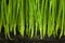 Grass and Soil / Organic and Agriculture Background