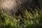 Grass in sparkling dew and a small spruce droplet during