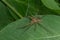 Grass Spider - Genus Agelenopsis