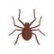 Grass spider icon, flat style