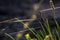 Grass with spider web. Grass on the background of river. Closeup of green grass. Spider web on a green grass. Meadow with spider