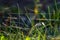 Grass with spider web. Grass on the background of river. Closeup of green grass. Spider web on a green grass. Meadow with spider