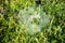 Grass Spiders Web on grass and dew in the morning , handiwork of spider