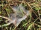 Grass Spiders web with morning dew