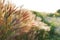 Grass spikelet on the field at sunset, close-up