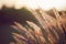 Grass spikelet on the field at sunset, close-up