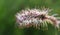 Grass spikelet inflorescence 3