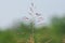 Grass Spikelets growing in the forest of Central India