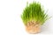 Grass sprouts. grass for cats. on white background.