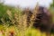 Grass Stalks With Blurred Background and Free Space for Text - Sunny Autumn Day