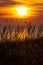 Grass stalks by the sea at sunset